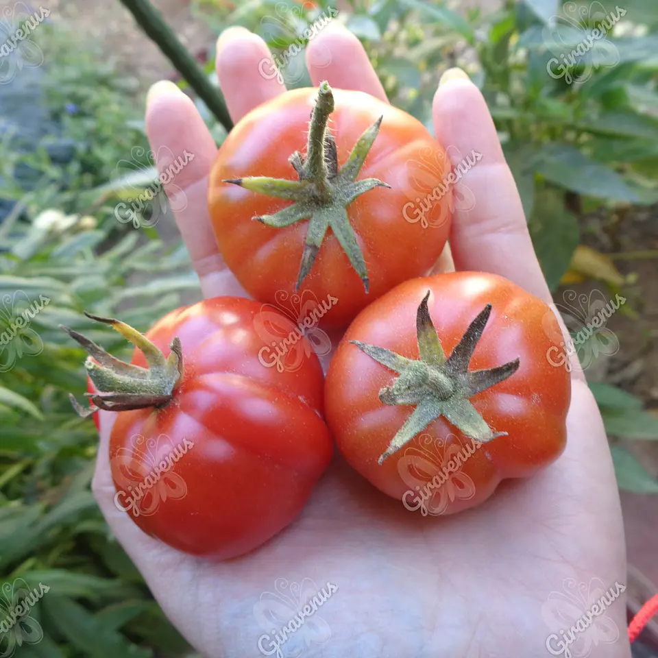 Semillas de Tomate Moño de Vieja - Semillas Agroecológicas 1