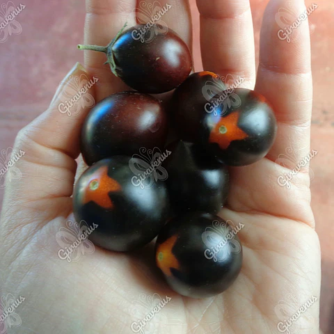 Semillas de Tomate Indigo Rose - Semillas Agroecológicas