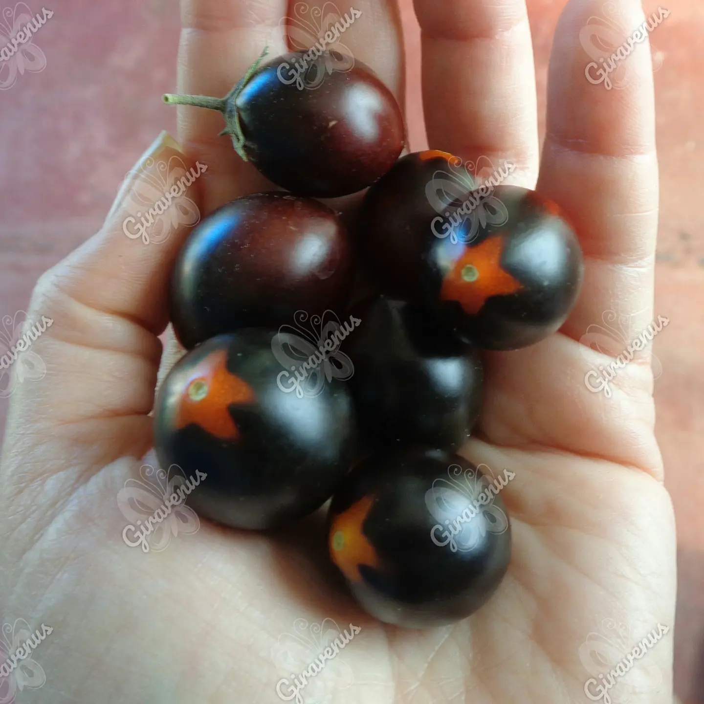 Semillas de Tomate Indigo Rose - Semillas Agroecológicas 1