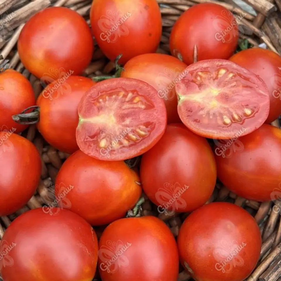 Semillas de Tomate Cherry Cereza - Semillas Agroecológicas 1