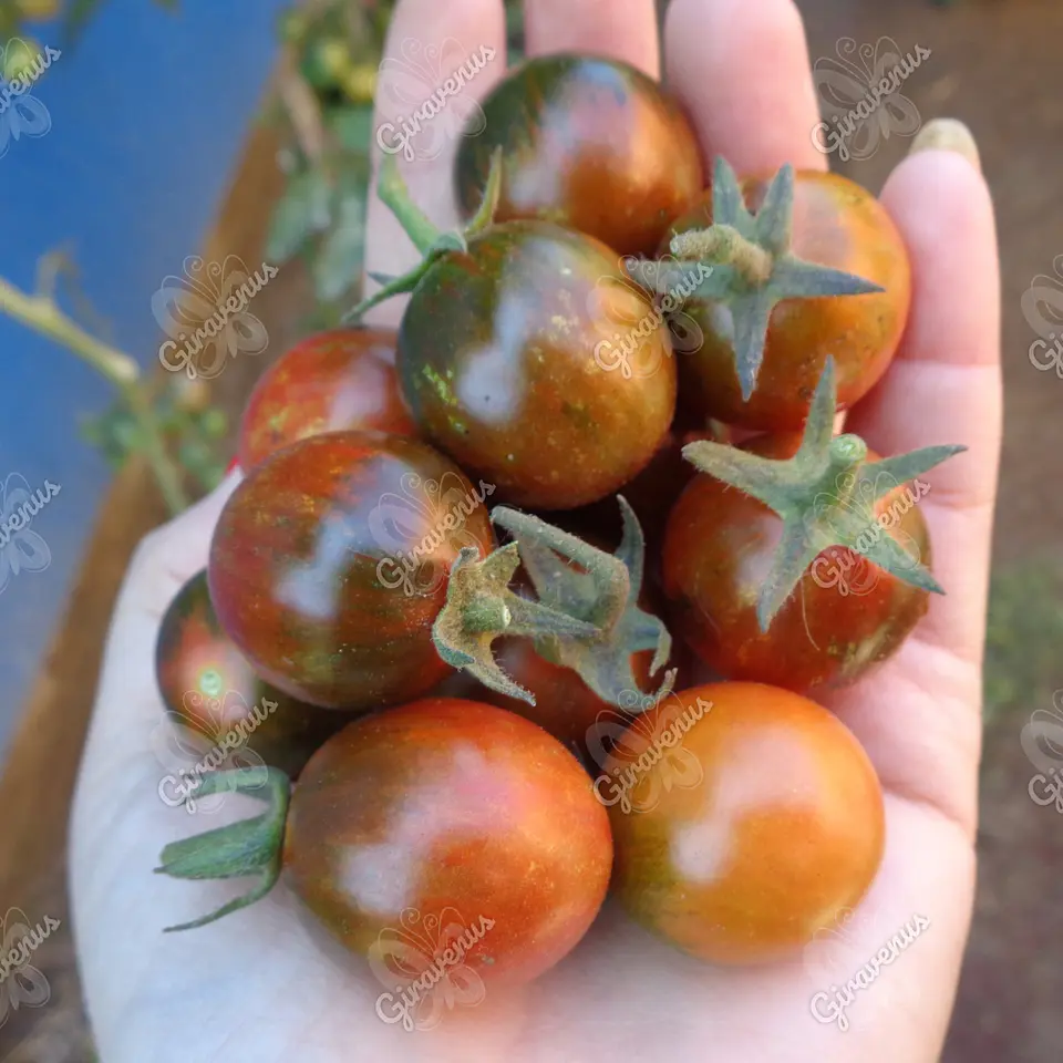 Semillas de Tomate Dark Tiger - Semillas Agroecológicas 1