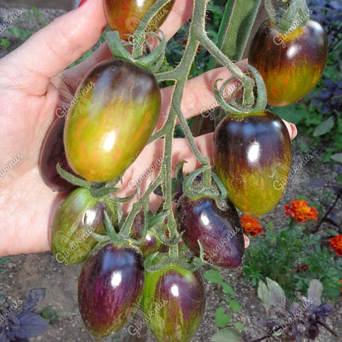 Semillas de Tomate Brad's Atomic Grape - Semillas Agroecológicas