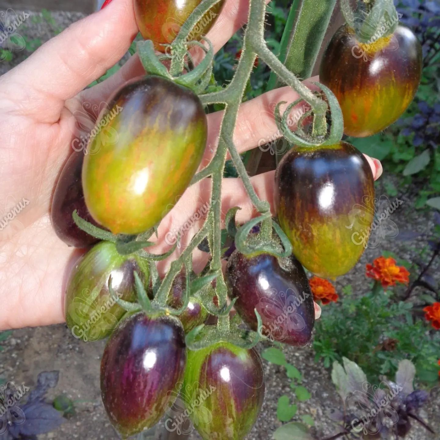 Semillas de Tomate Brad's Atomic Grape - Semillas Agroecológicas 1