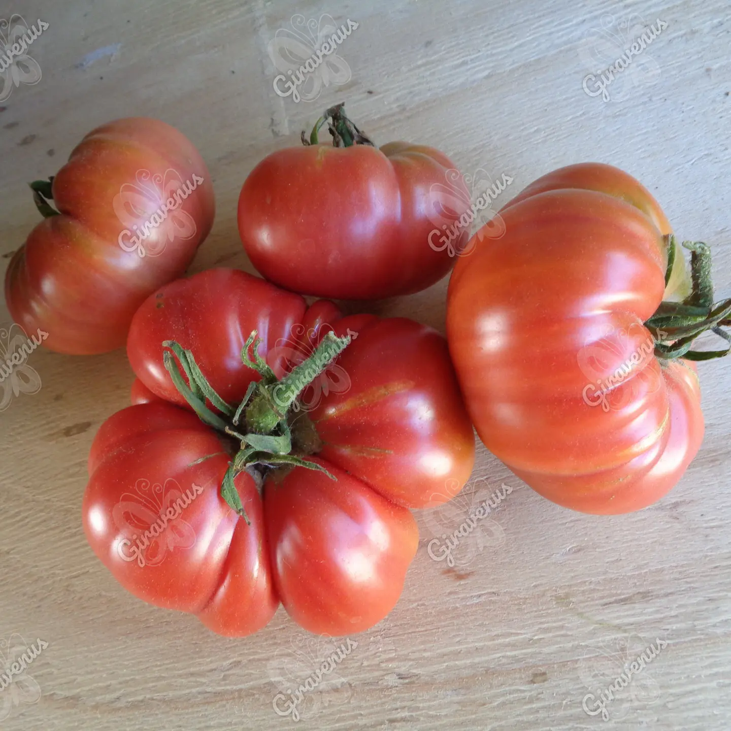 Semillas de Tomate Rosado - Semillas Agroecológicas 1