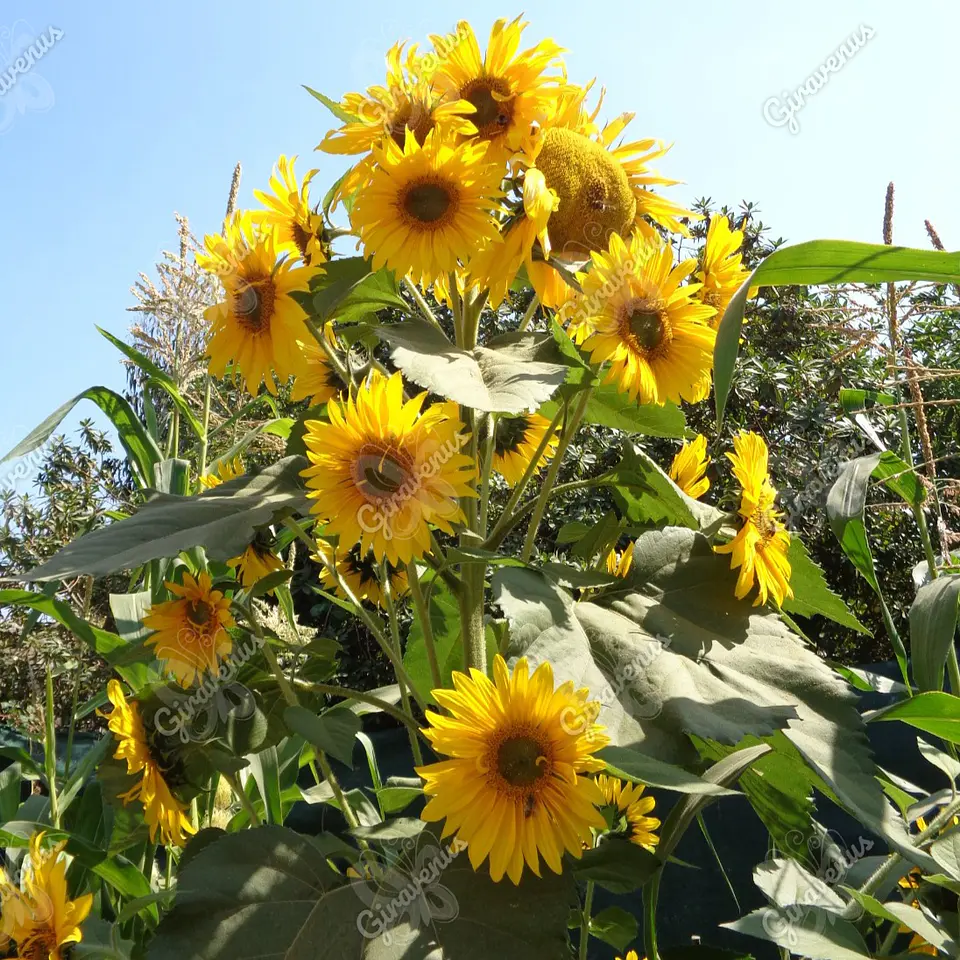 Semillas de Girasol Amarillo Mix Mono y Multifloral - Semillas Agroecológicas 1