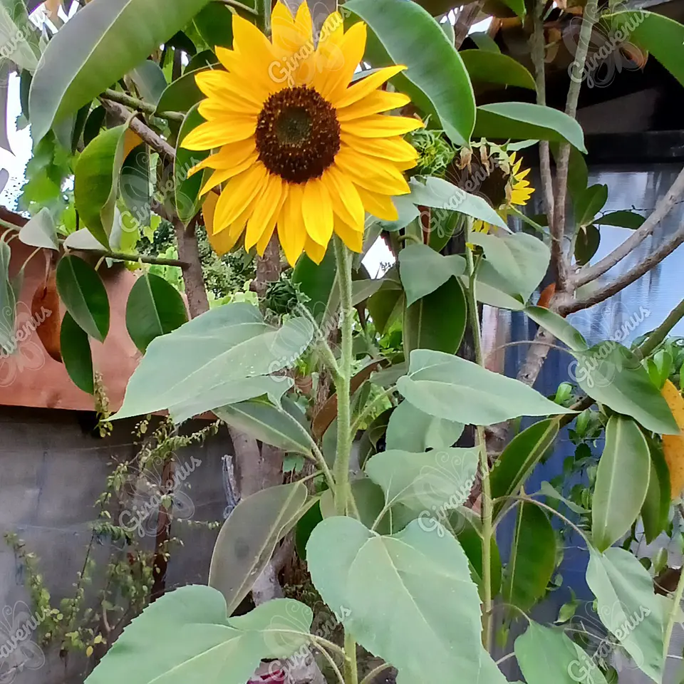 Semillas de Girasol Amarillo Mix Mono y Multifloral - Semillas Agroecológicas 2
