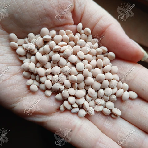 Semillas de Pitihua - Semillas Agroecológicas
