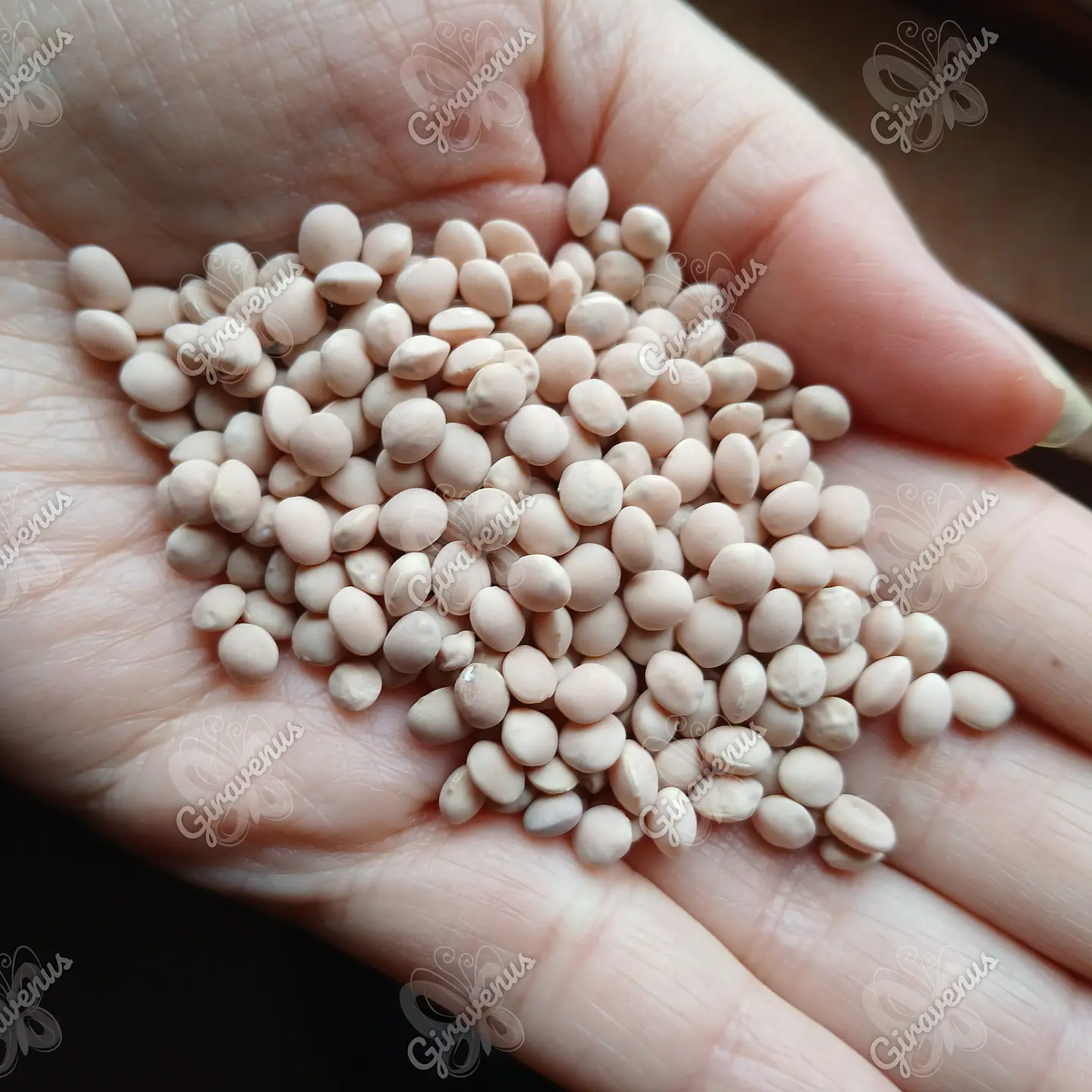 Semillas de Pitihua - Semillas Agroecológicas 1