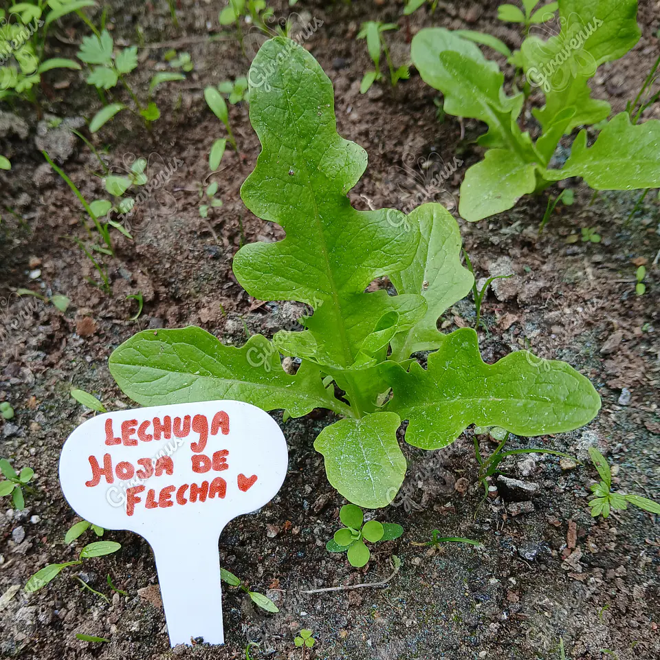 Marcadores Plásticos Para Jardín - 10 Unidades  2