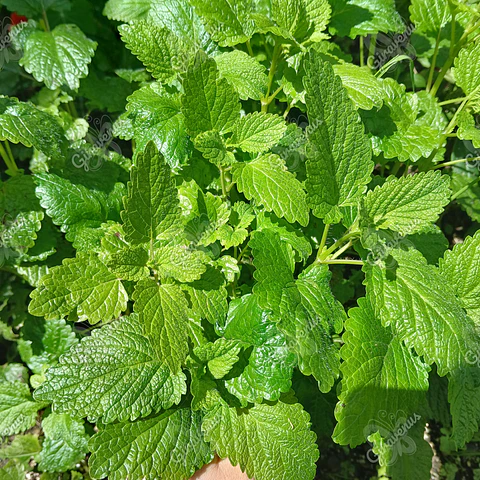 Semillas de Melisa - Semillas Agroecológicas 