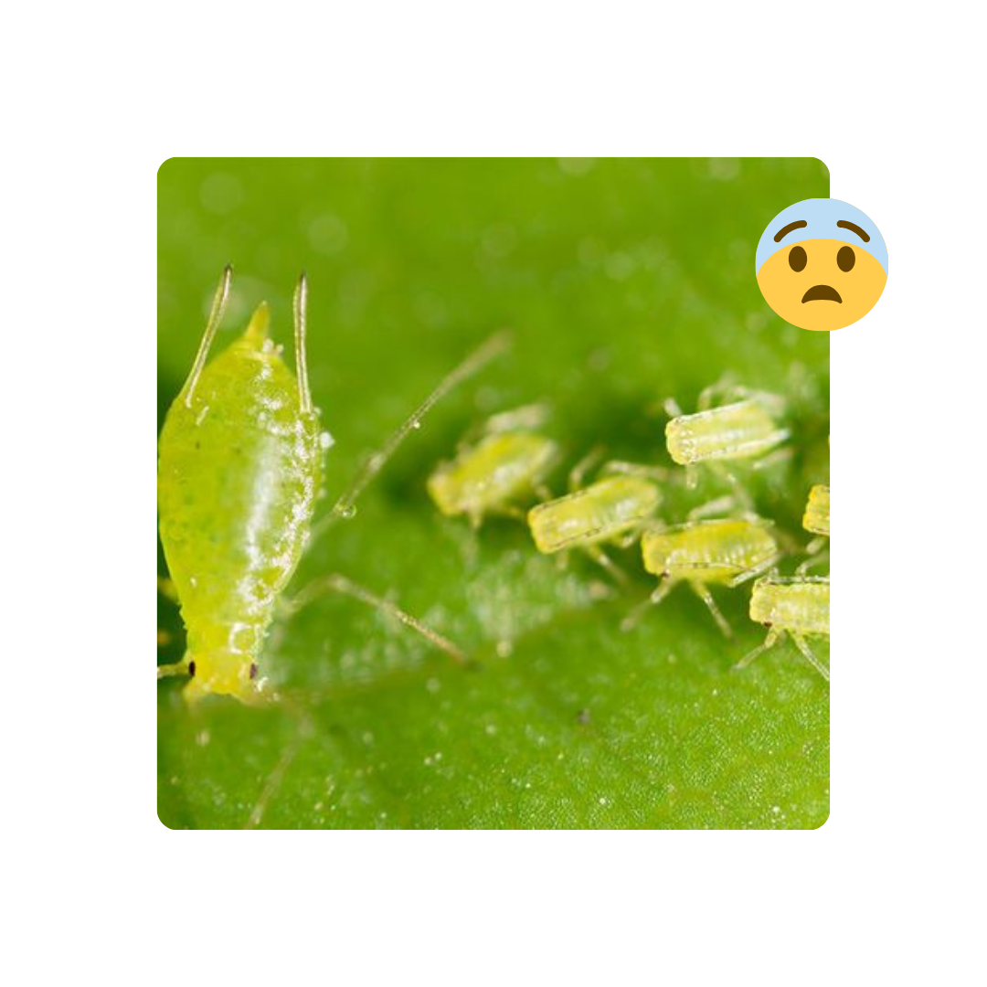 Conversemos sobre plagas: Los pulgones 