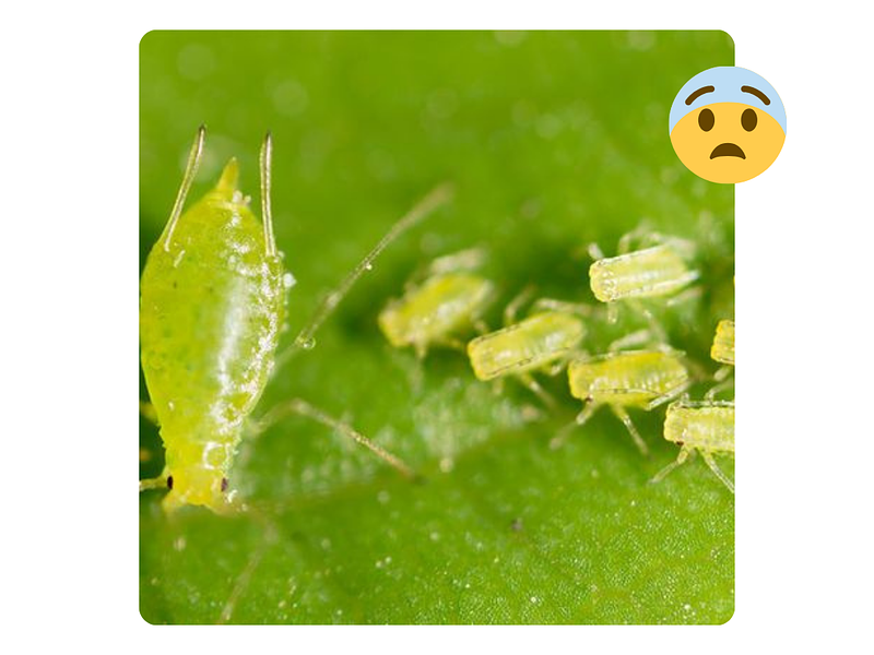 Conversemos sobre plagas: Los pulgones 