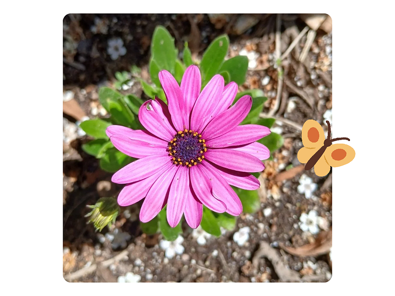 ¡La primavera ha llegado! 🌻 Una reflexión sencilla