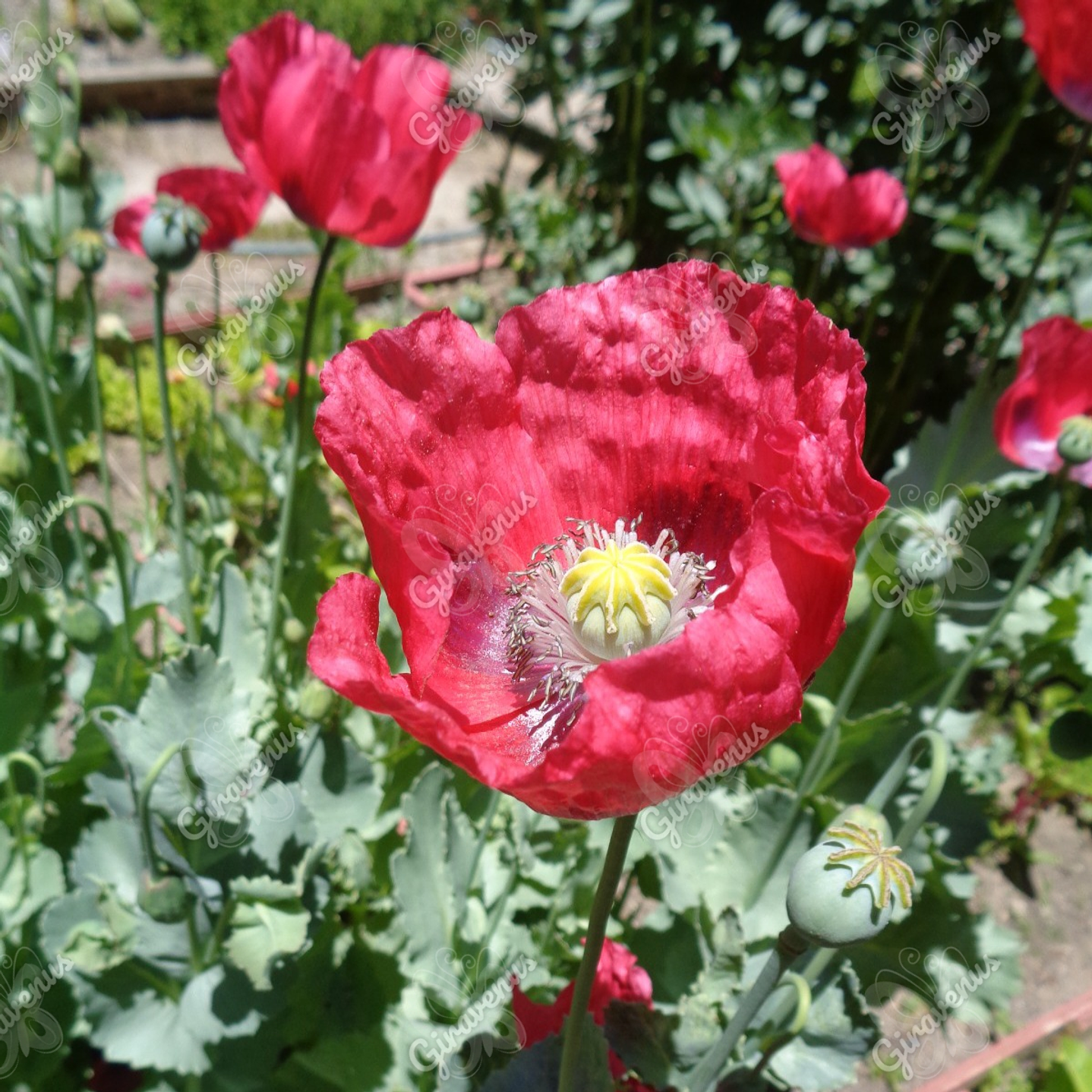 Semillas de Amapola Roja - Semillas Agroecológicas 1