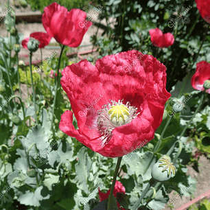 Semillas de Amapola Roja - Semillas Agroecológicas