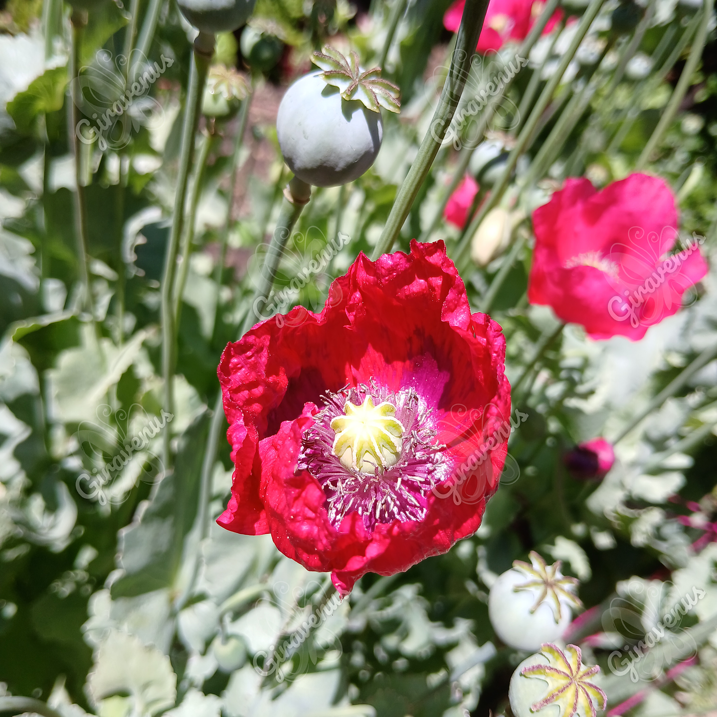 Semillas de Amapola Roja - Semillas Agroecológicas 2
