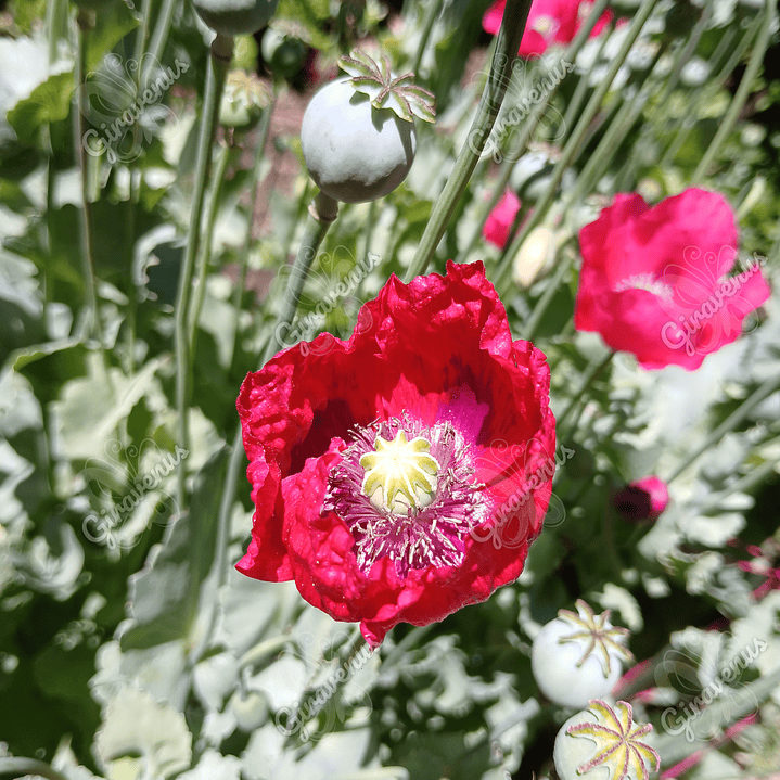 Semillas de Amapola Roja - Semillas Agroecológicas 2
