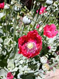 Semillas de Amapola Roja - Semillas Agroecológicas - Miniatura 2