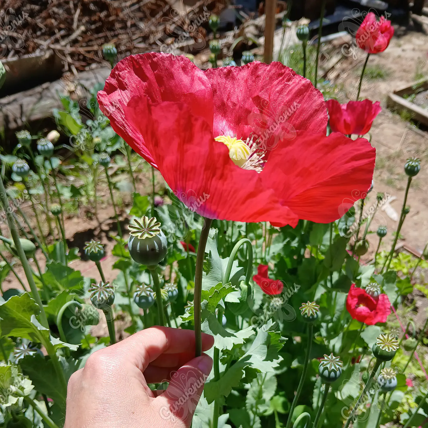 Semillas de Amapola Roja - Semillas Agroecológicas 3