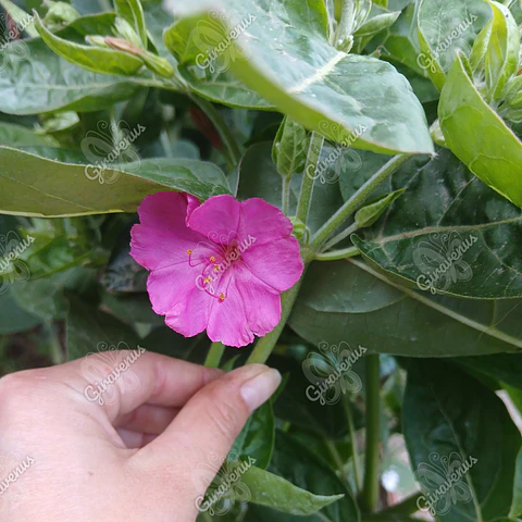 Semillas de Don Diego de Noche - Semillas Agroecológicas