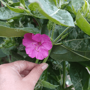 Semillas de Don Diego de Noche - Semillas Agroecológicas