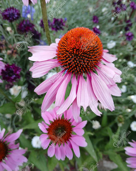 Semillas de Equinacea Purpurea - Semillas agroecológicas
