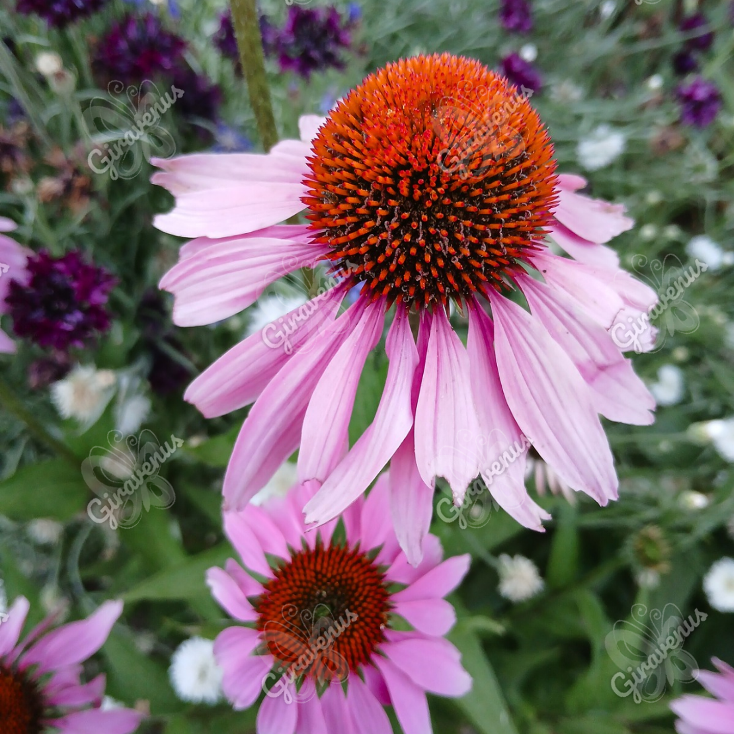 Semillas de Equinacea Purpurea - Semillas agroecológicas 1