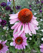 Semillas de Equinacea Purpurea - Semillas agroecológicas - Miniatura 1