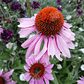 Semillas de Equinacea Purpurea - Semillas agroecológicas - Miniatura 1
