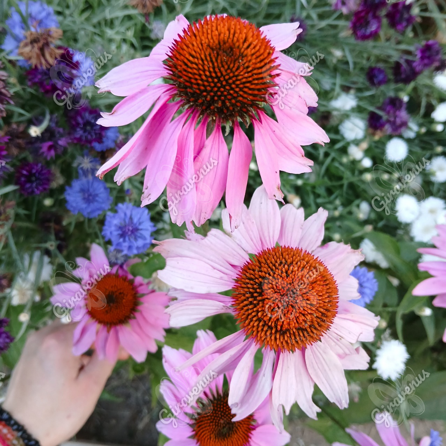 Semillas de Equinacea Purpurea - Semillas agroecológicas 2