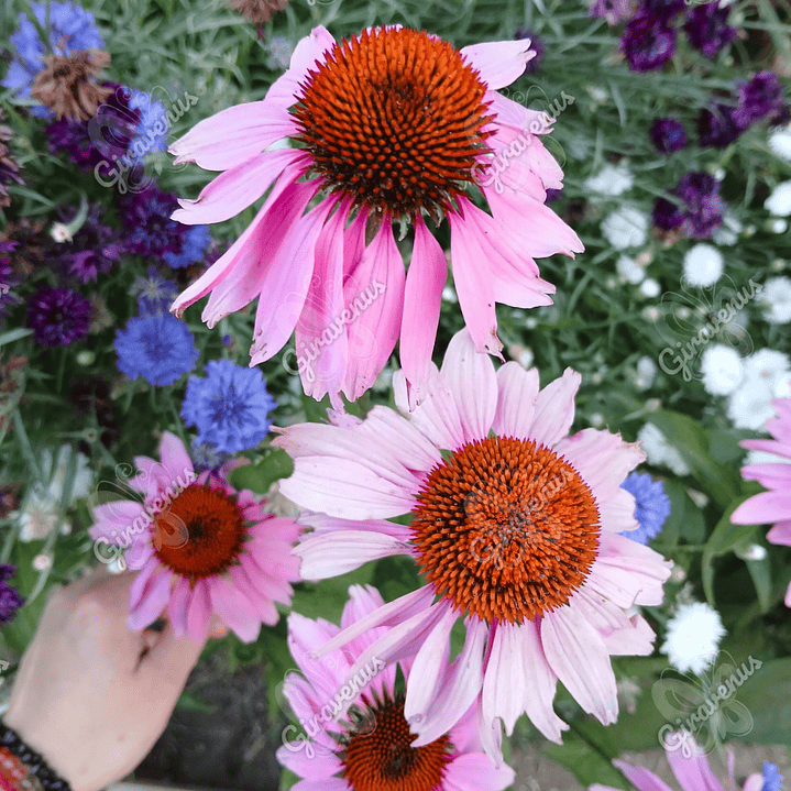 Semillas de Equinacea Purpurea - Semillas agroecológicas 2