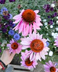 Semillas de Equinacea Purpurea - Semillas agroecológicas - Miniatura 2