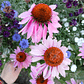 Semillas de Equinacea Purpurea - Semillas agroecológicas - Miniatura 2