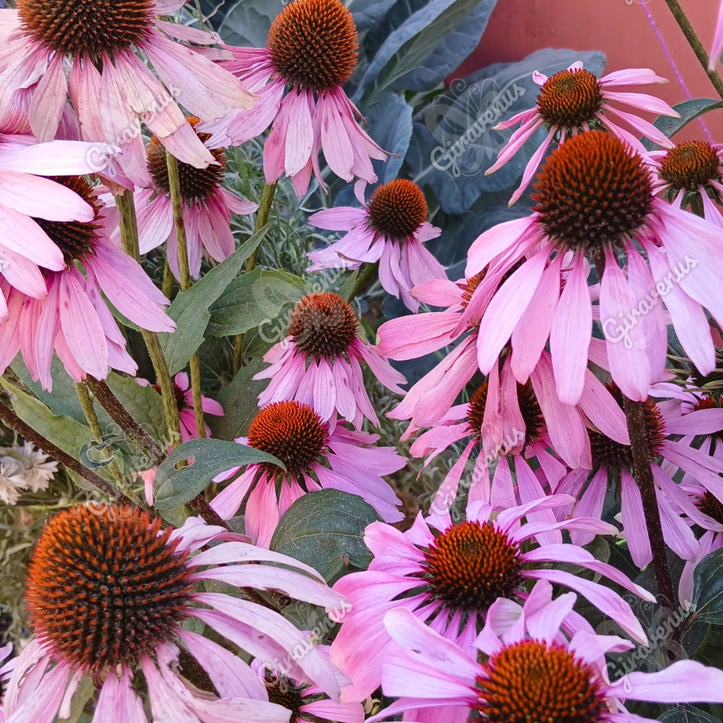 Semillas de Equinacea Purpurea - Semillas agroecológicas 3