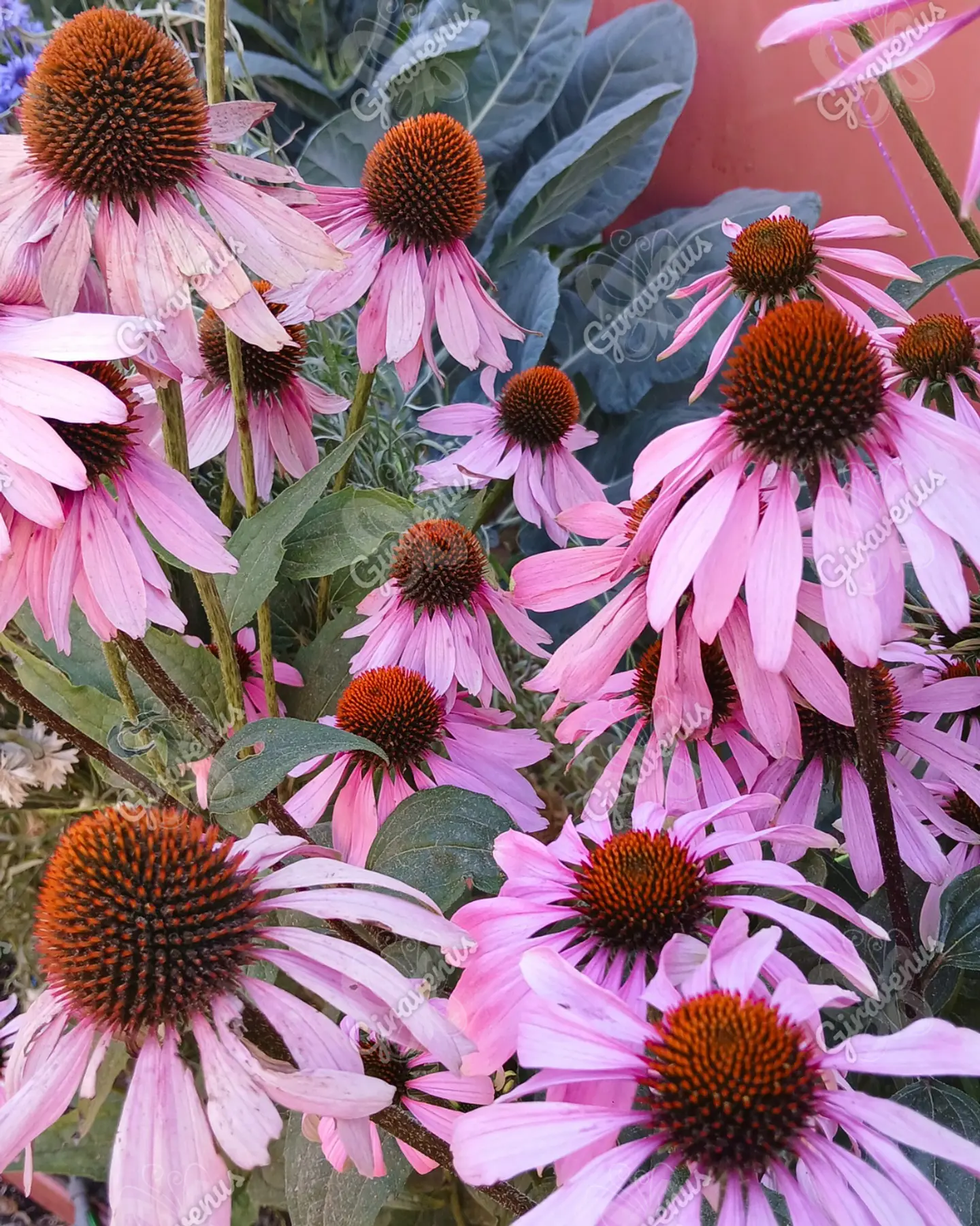 Semillas de Equinacea Purpurea - Semillas agroecológicas 3