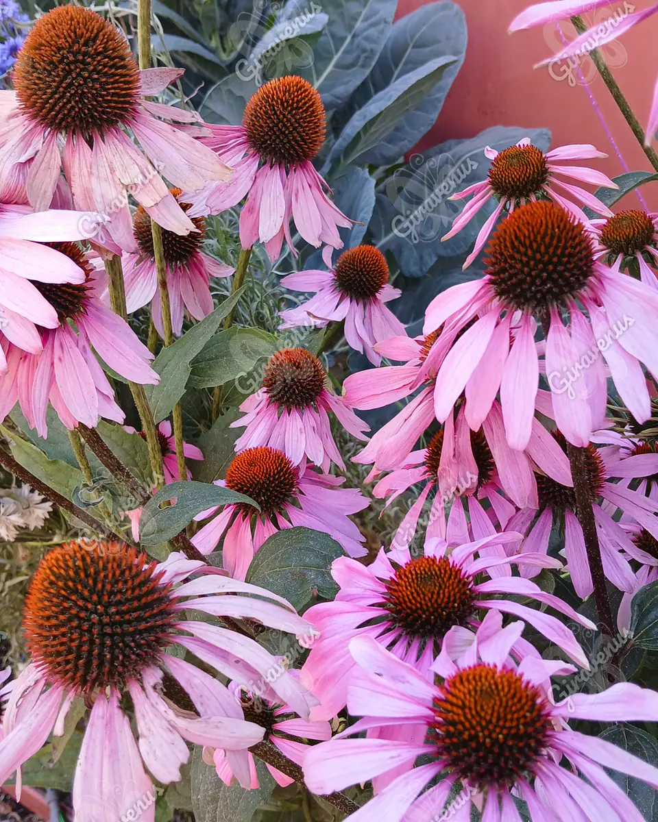 Semillas de Equinacea Purpurea - Semillas agroecológicas 3