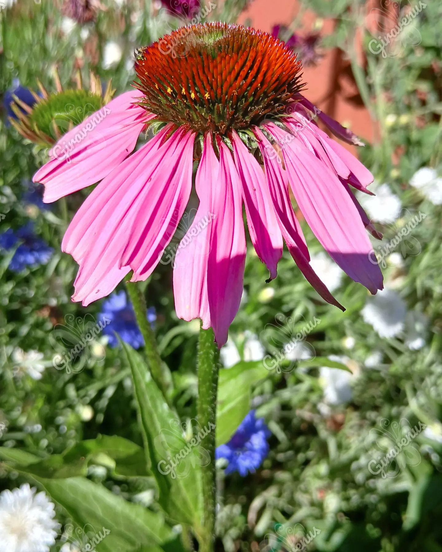 Semillas de Equinacea Purpurea - Semillas agroecológicas 4
