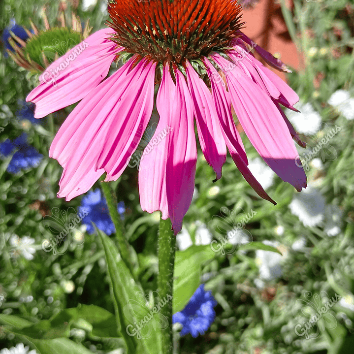 Semillas de Equinacea Purpurea - Semillas agroecológicas 4