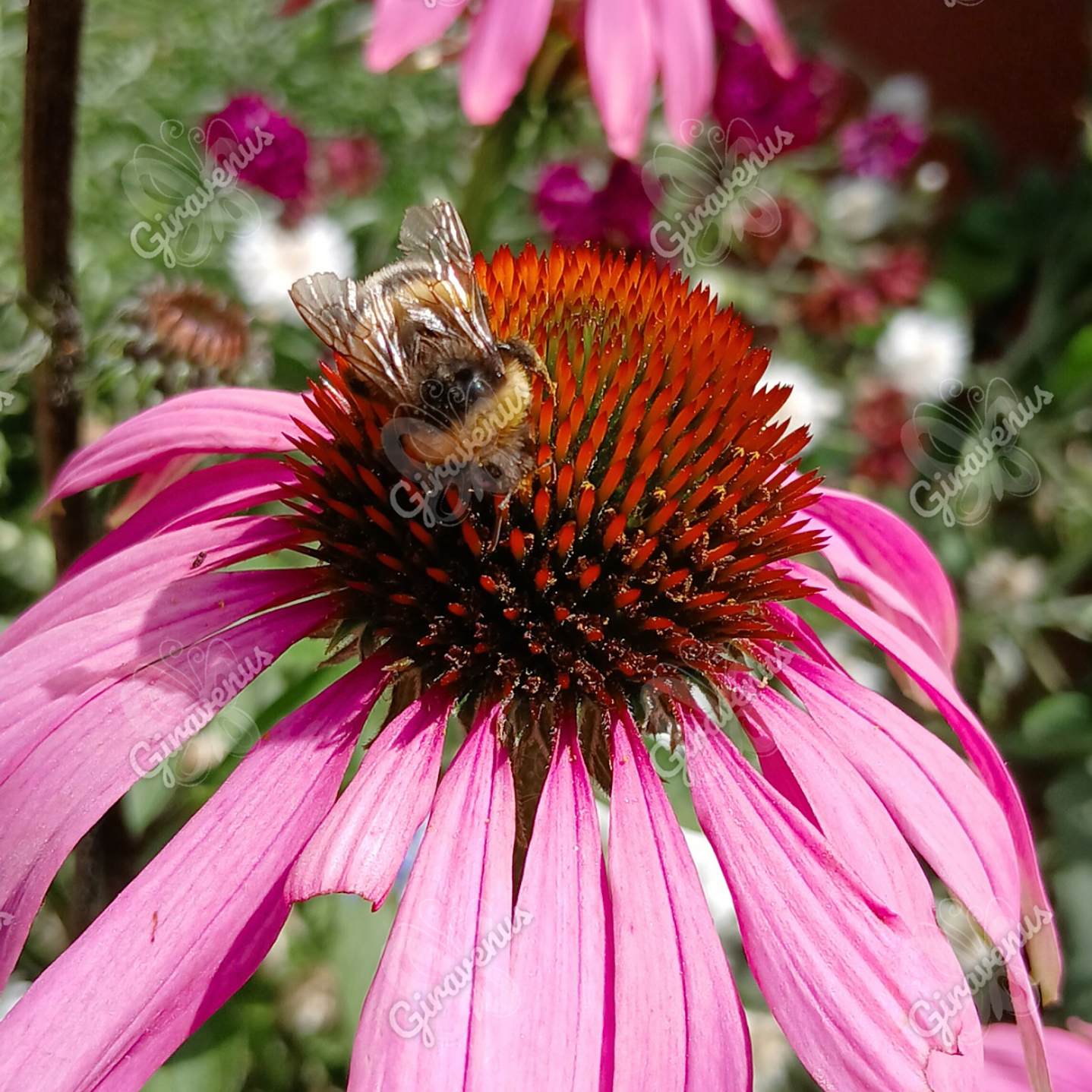 Semillas de Equinacea Purpurea - Semillas agroecológicas 5