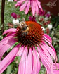 Semillas de Equinacea Purpurea - Semillas agroecológicas - Miniatura 5