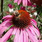 Semillas de Equinacea Purpurea - Semillas agroecológicas - Miniatura 5
