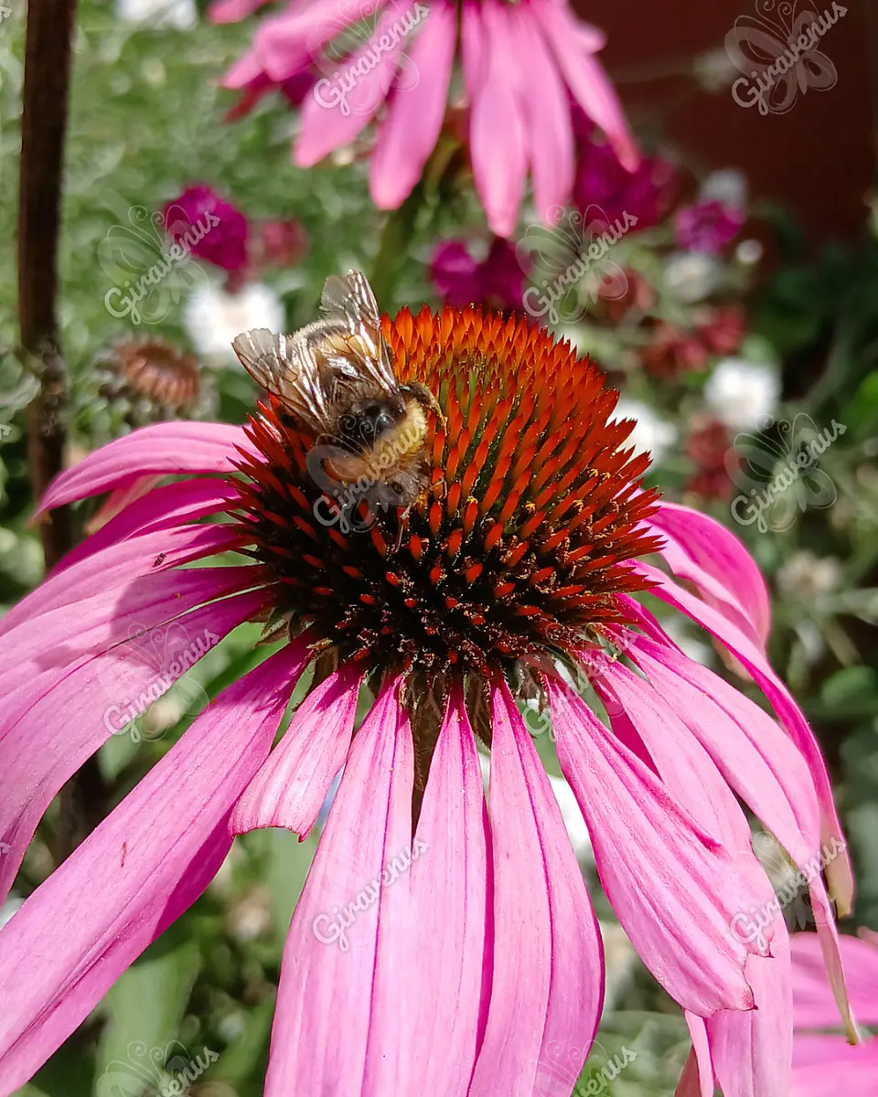 Semillas de Equinacea Purpurea - Semillas agroecológicas 5