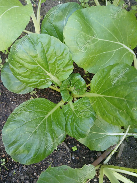 Semillas de Pak Choi - Semillas agroecológicas