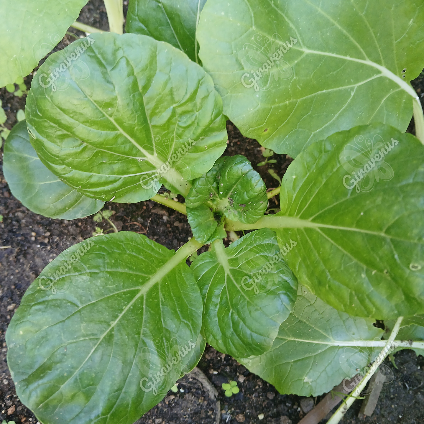 Semillas de Pak Choi - Semillas agroecológicas 1