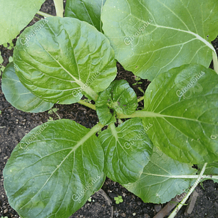 Semillas de Pak Choi - Semillas agroecológicas
