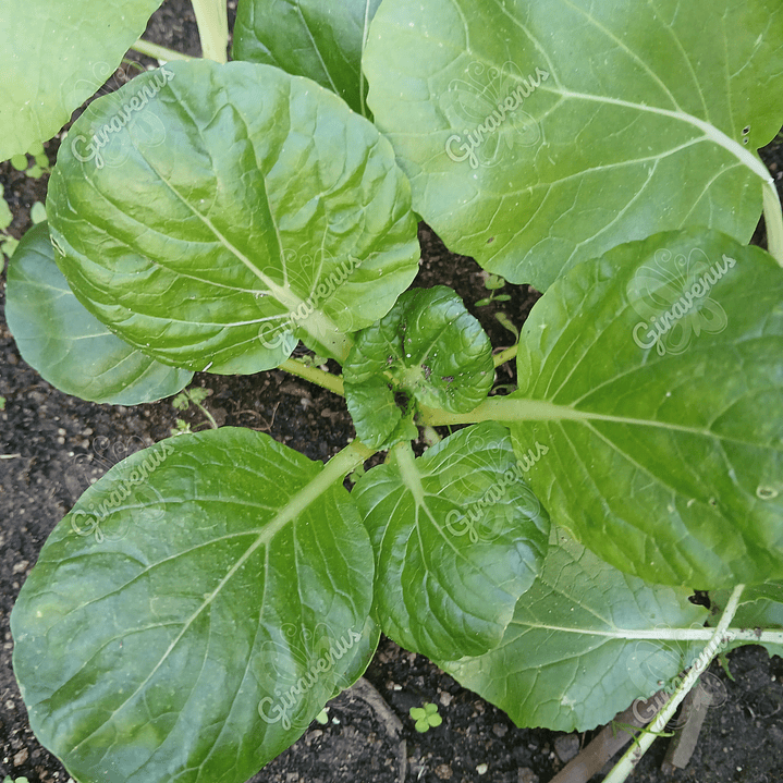 Semillas de Pak Choi - Semillas agroecológicas 1