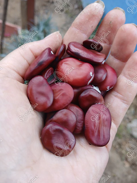 Semillas de Haba Granate - Semillas agroecológicas