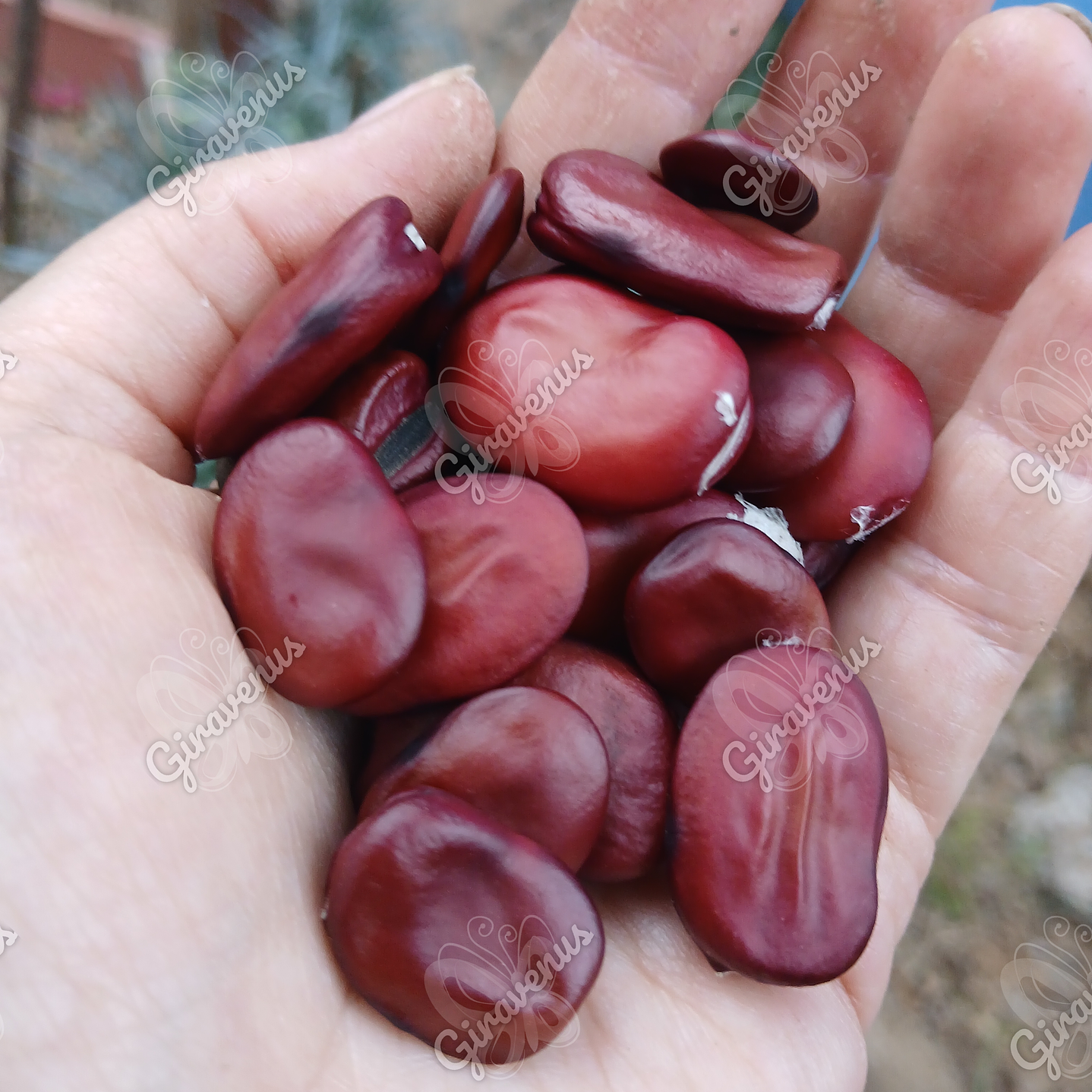 Semillas de Haba Granate - Semillas agroecológicas 1