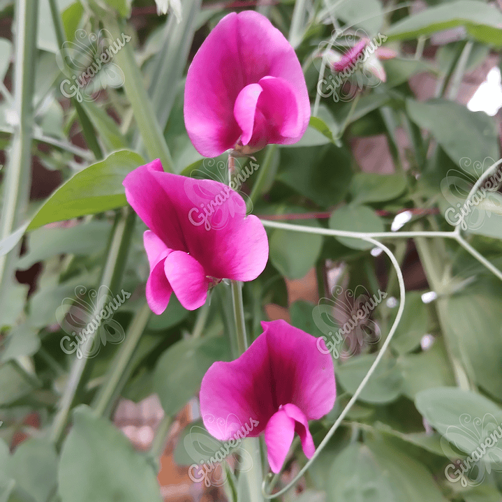 Semillas de Chicharo de Flor - Semillas agroecológicas 1