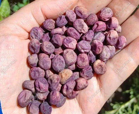 Semillas de Arvejón Morado - Semillas agroecológicas